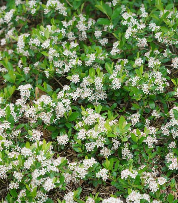 ARONIA `GROUND HUG`