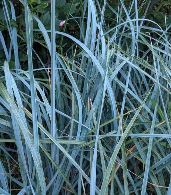 LEYMUS ARENARIUS `BLUE DUNE`