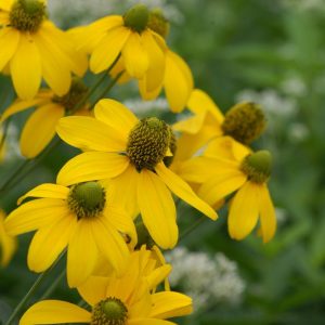 RUDBECKIA LACINIATA `AUTUMN SUN`
