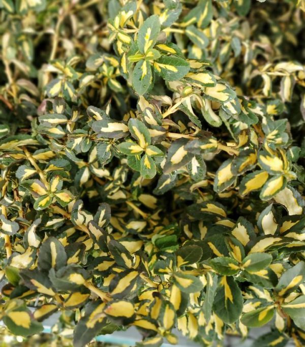 EUONYMUS FORTUNEI `MOONSHADOW`