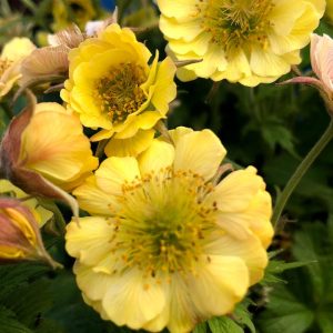 GEUM TEMPO `YELLOW`