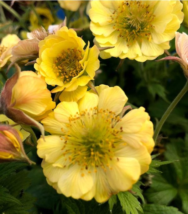 GEUM TEMPO `YELLOW`