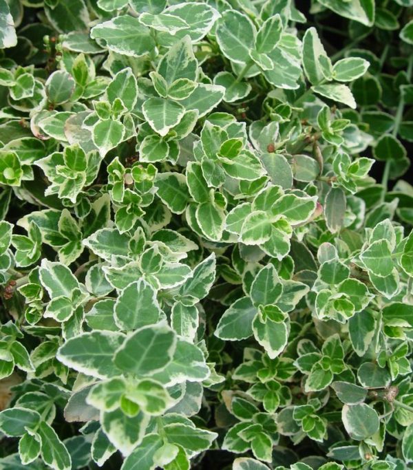 EUONYMUS FORTUNEI `EMERALD GAIETY`