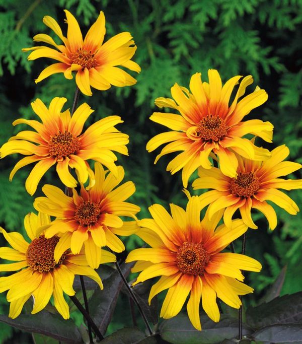 HELIOPSIS HELIANTHOIDES `BURNING HEARTS`