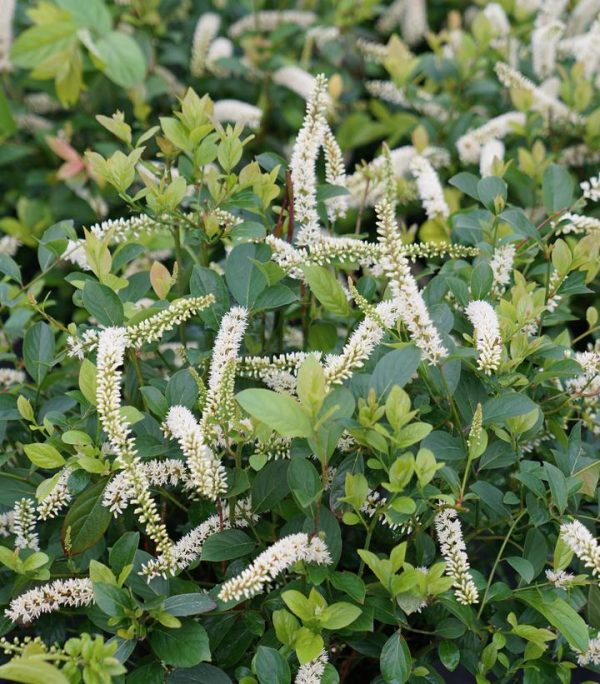 CG - ITEA VIRGINICA `SCENTLANDIA`