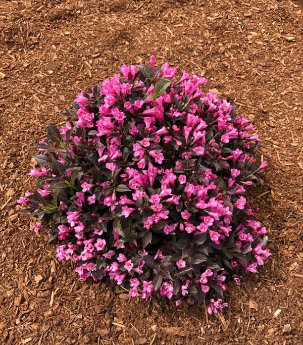 CG - WEIGELA X `STUNNER`