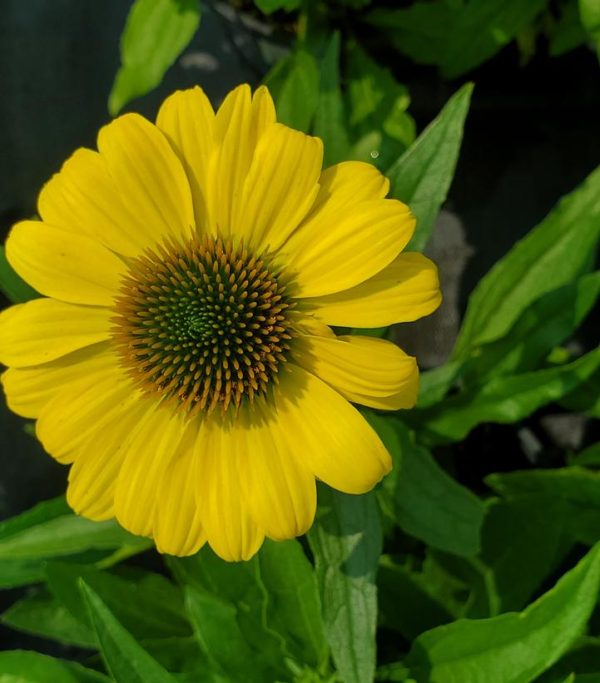 ECHINACEA EYE-CATCHER `CANARY FEATHERS`