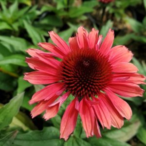 ECHINACEA EYE-CATCHER `CORAL CRAZE`