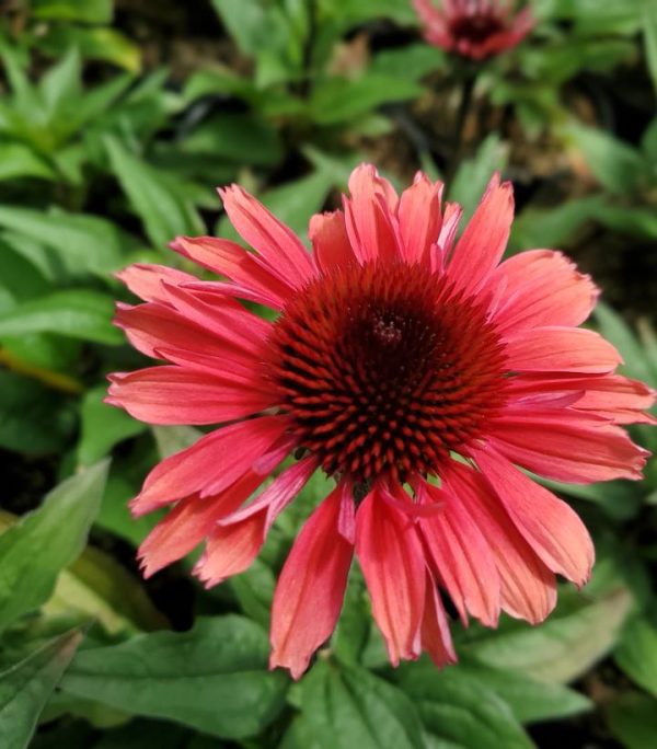 ECHINACEA EYE-CATCHER `CORAL CRAZE`