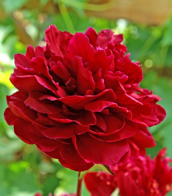 PAEONIA `RED SARAH BERNHARDT`