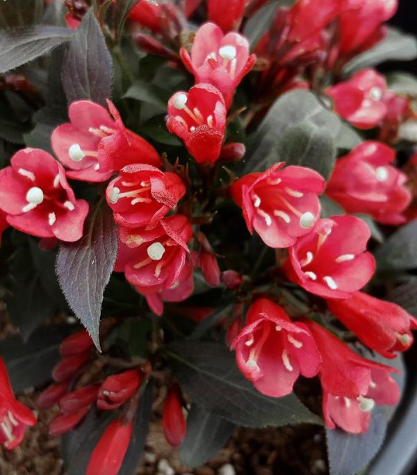 WEIGELA X `ELECTRIC LOVE`