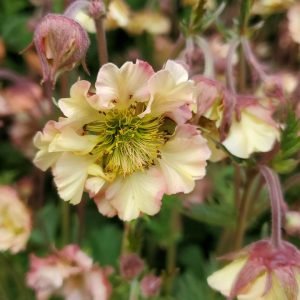 GEUM PRETTICOATS `PEACH`