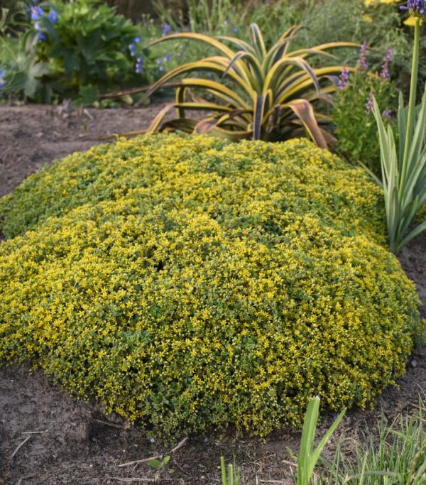 SEDUM ROCK `N LOW `YELLOW BRICK ROAD`