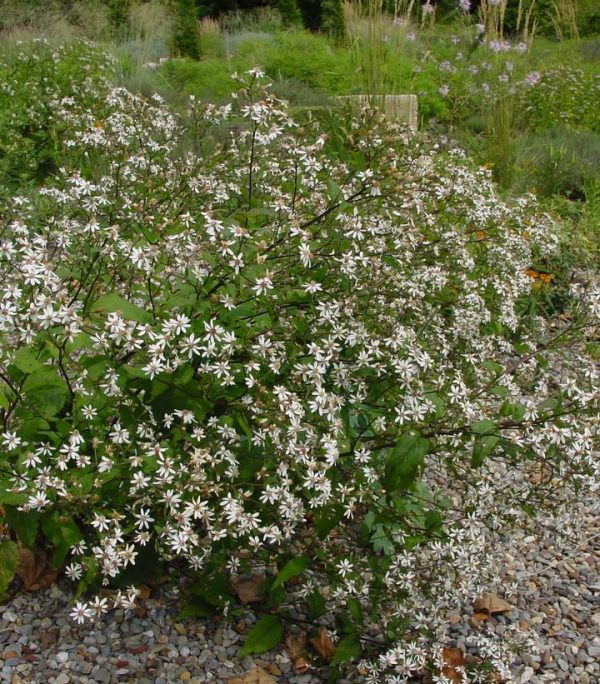 ASTER DIVARICATUS `EASTERN STAR`