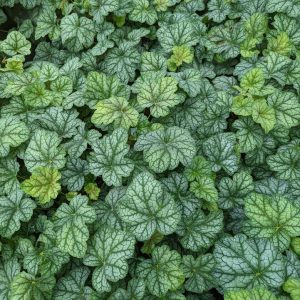 HEUCHERA AMERICANA `GREEN SPICE`