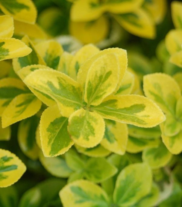 EUONYMUS FORTUNEI `GOLD SPLASH`