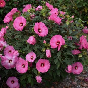 HIBISCUS SUMMERIFIC `CANDY CRUSH`