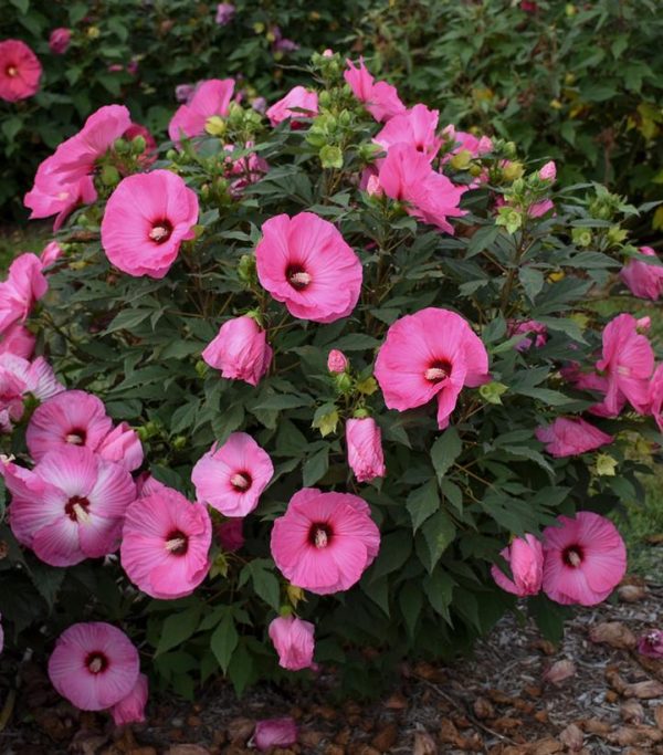 HIBISCUS SUMMERIFIC `CANDY CRUSH`