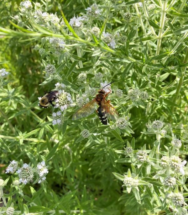 PYCNANTHEMUM PILOSUM