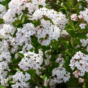 VIBURNUM CARLESII `SUGAR `N SPICE`