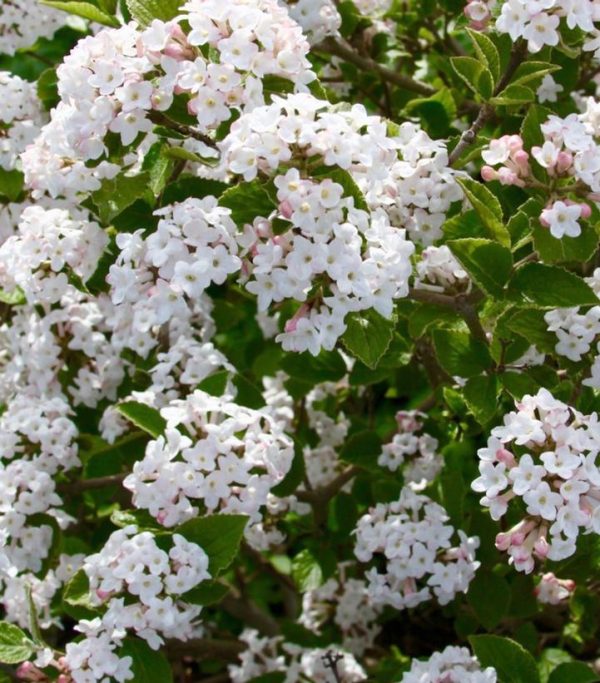 VIBURNUM CARLESII `SUGAR `N SPICE`