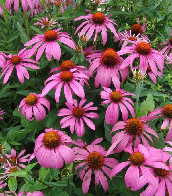 ECHINACEA PURPUREA
