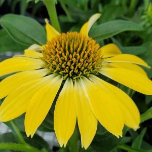 ECHINACEA SOMBRERO `SUMMER SOLSTICE`