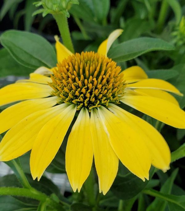 ECHINACEA SOMBRERO `SUMMER SOLSTICE`