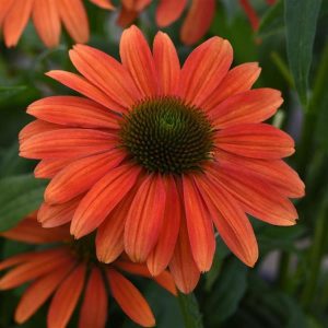 ECHINACEA SOMBRERO `TANGO TANGERINE`