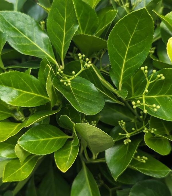 EUONYMUS KIAUTSCHOVICUS `MANHATTAN`