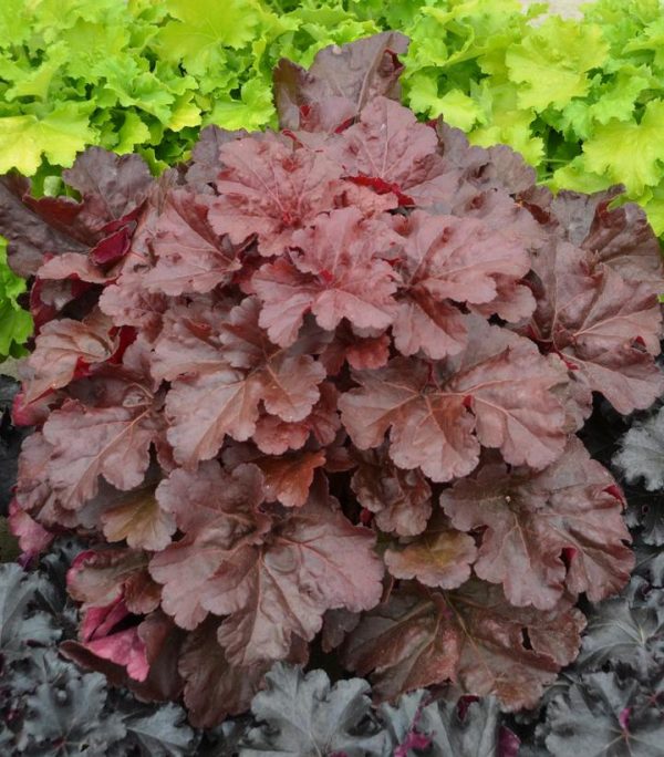 HEUCHERA PRIMO `MAHOGANY MONSTER`