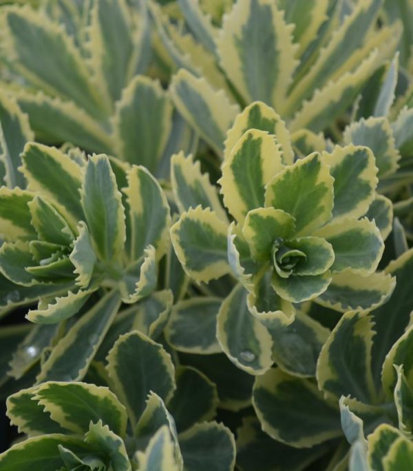 SEDUM `FROSTED FIRE`
