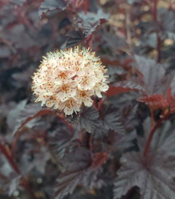 PHYSOCARPUS OP. `SUMMER WINE BLACK`