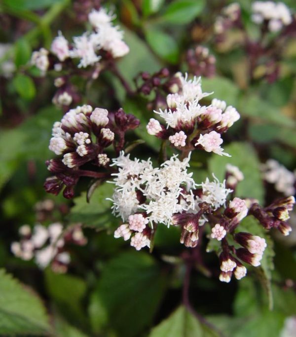 EUPATORIUM RUGOSUM `CHOCOLATE`