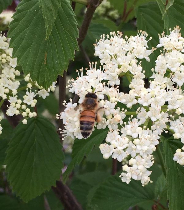 VIBURNUM DENTATUM `PLUM PUDDING`