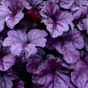 HEUCHERA DOLCE `WILDBERRY`