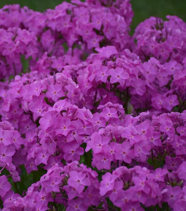 PHLOX `OPENING ACT ULTRAPINK`