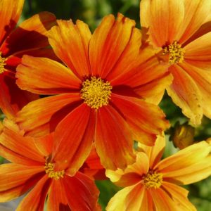 COREOPSIS LI`L BANG `DARLING CLEMENTINE`