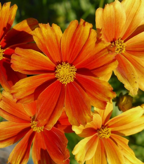 COREOPSIS LI`L BANG `DARLING CLEMENTINE`