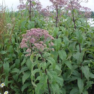 EUPATORIUM MACULATUM `GATEWAY`