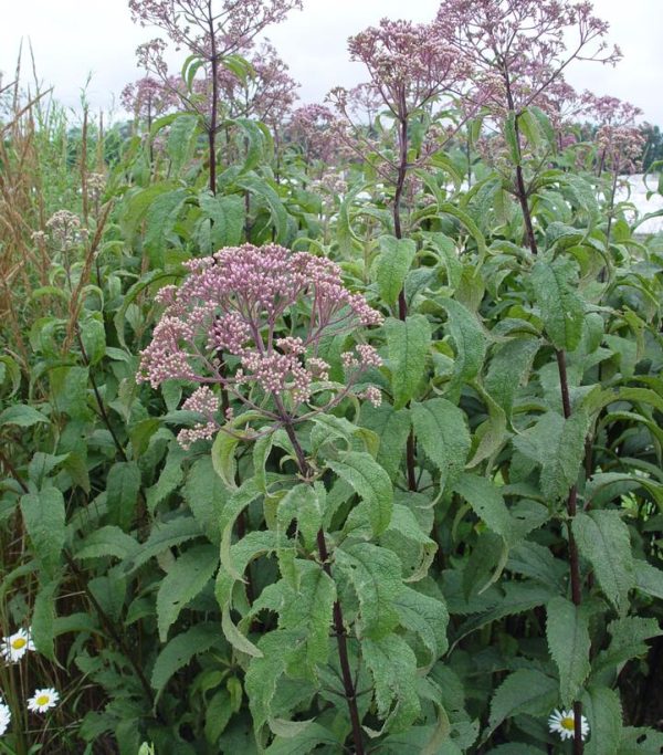 EUPATORIUM MACULATUM `GATEWAY`