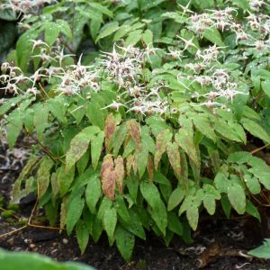 EPIMEDIUM `DOMINO`