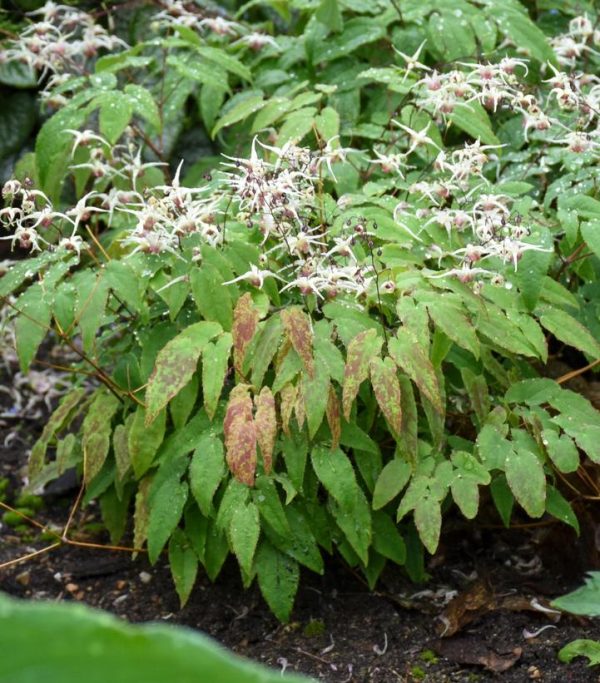 EPIMEDIUM `DOMINO`
