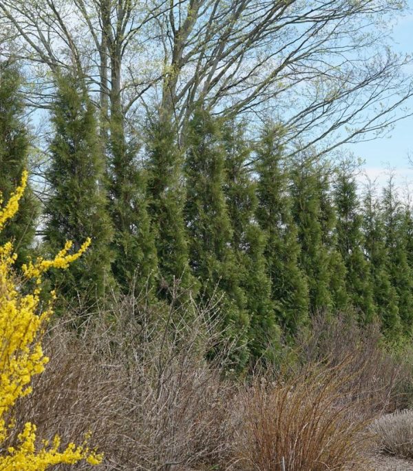 THUJA OCC. FULL SPEED A HEDGE `AMERICAN PILLAR`