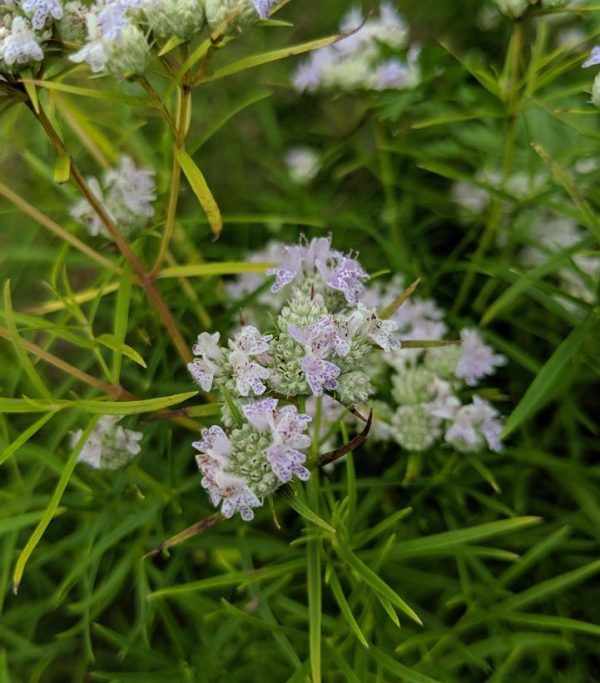 PYCNANTHEMUM TENUIFOLIUM