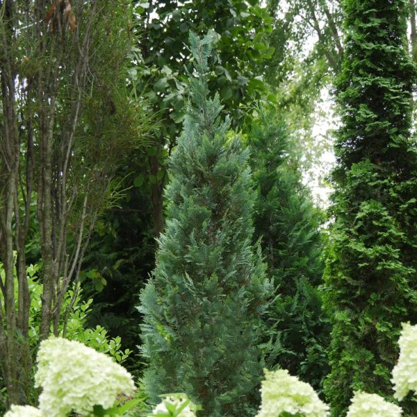 CHAMAECYPARIS LAW. `PINPOINT BLUE`