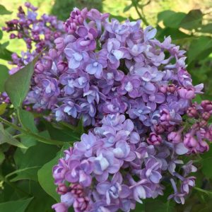 SYRINGA X HYACINTH. SCENTARA `DOUBLE BLUE`