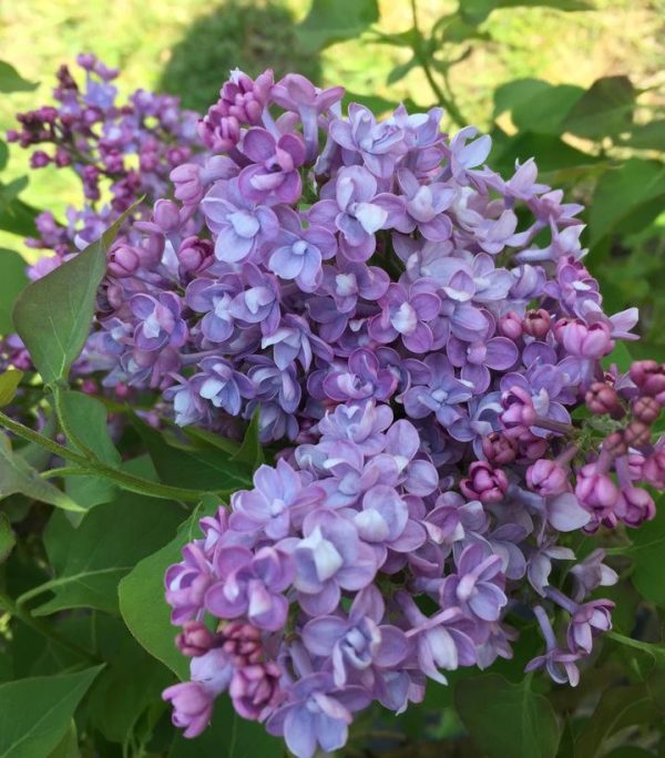 SYRINGA X HYACINTH. SCENTARA `DOUBLE BLUE`