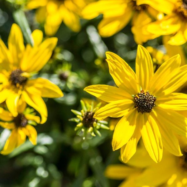 HELIANTHUS SALICIFOLIUS `AUTUMN GOLD`