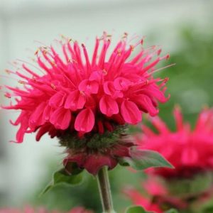 MONARDA BEE-YOU `BEE-HAPPY`